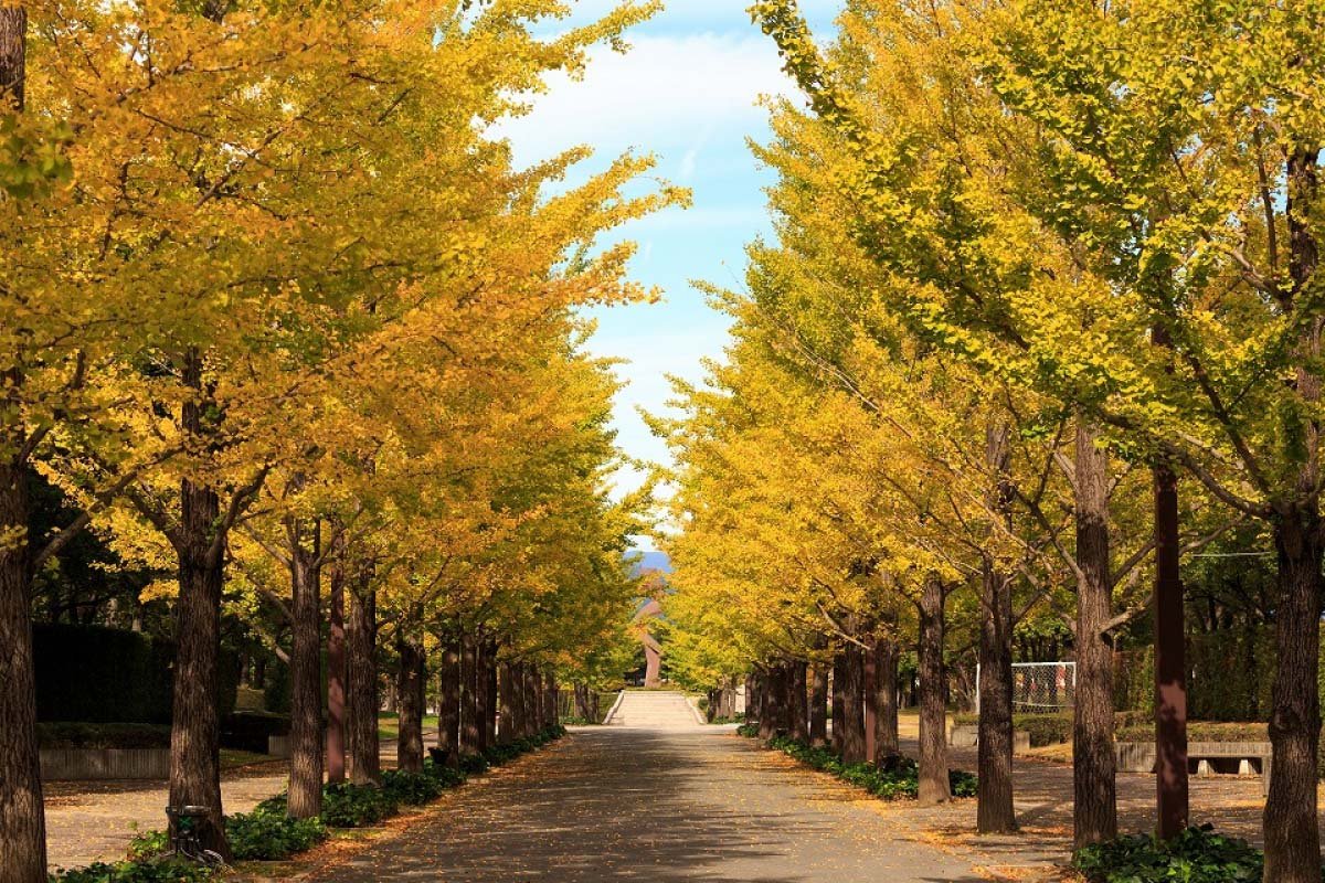 🏞️ 아즈마 종합 운동공원 (아즈마 소고운도코엔) 이미지 5